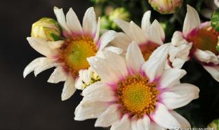 生活就像一杯白开水